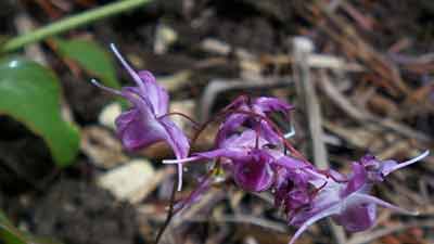 horny goat weed impotentie