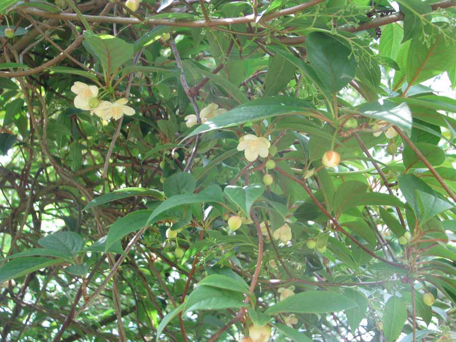 Schisandra Chinensis