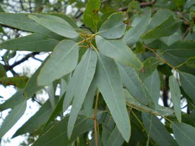 eucalyptus herstelt longen