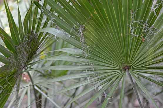 saw palmetto plant