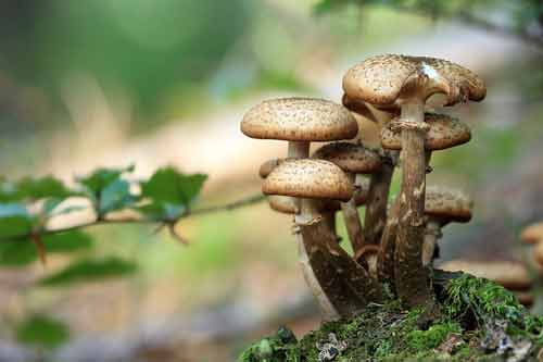 paddenstoelen kalium voeding