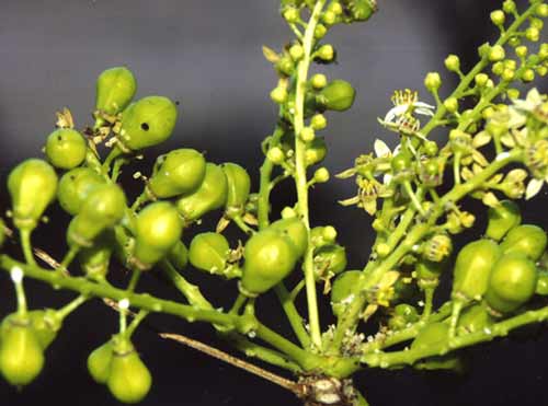boswellia fruit